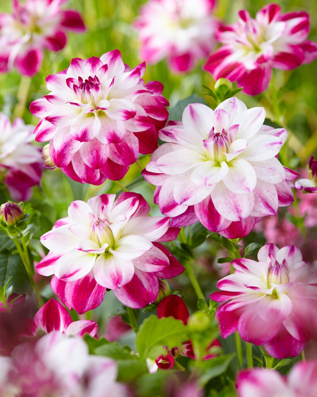 Saint Martin Decorative Dahlia - 1 Top Size Root Clump - New!